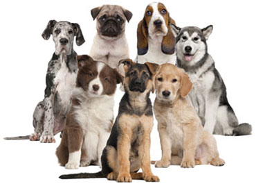 Just Dog Breeds - 164 Dog Breed Profiles - Large and Small Dog Breeds